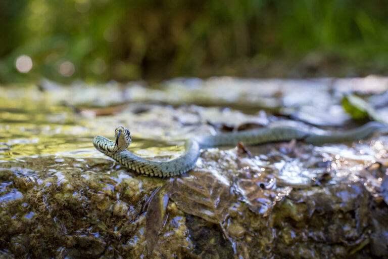 Șarpele de casă (Natrix natrix)