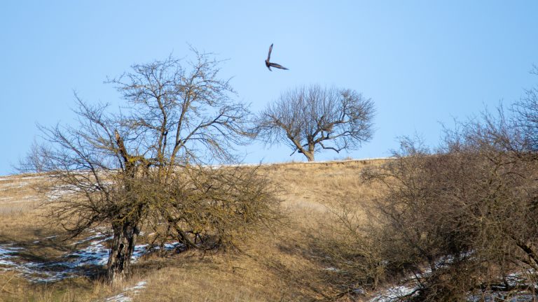 Şorecar comun (Buteo buteo)