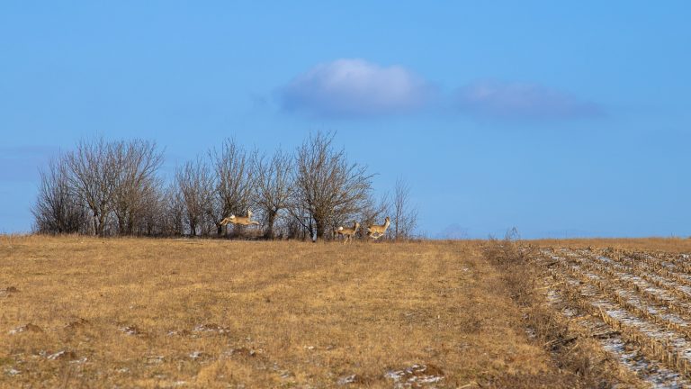 Pe dealurile din împrejurimile satului Buciumi