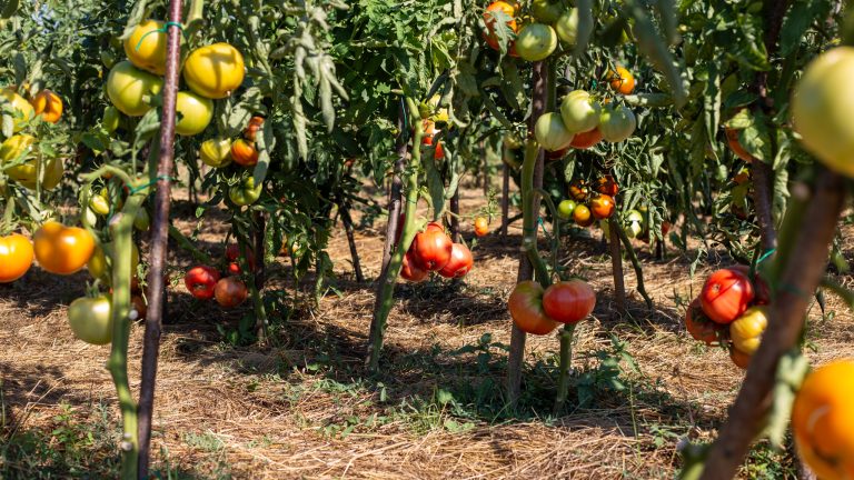Tomate 2026